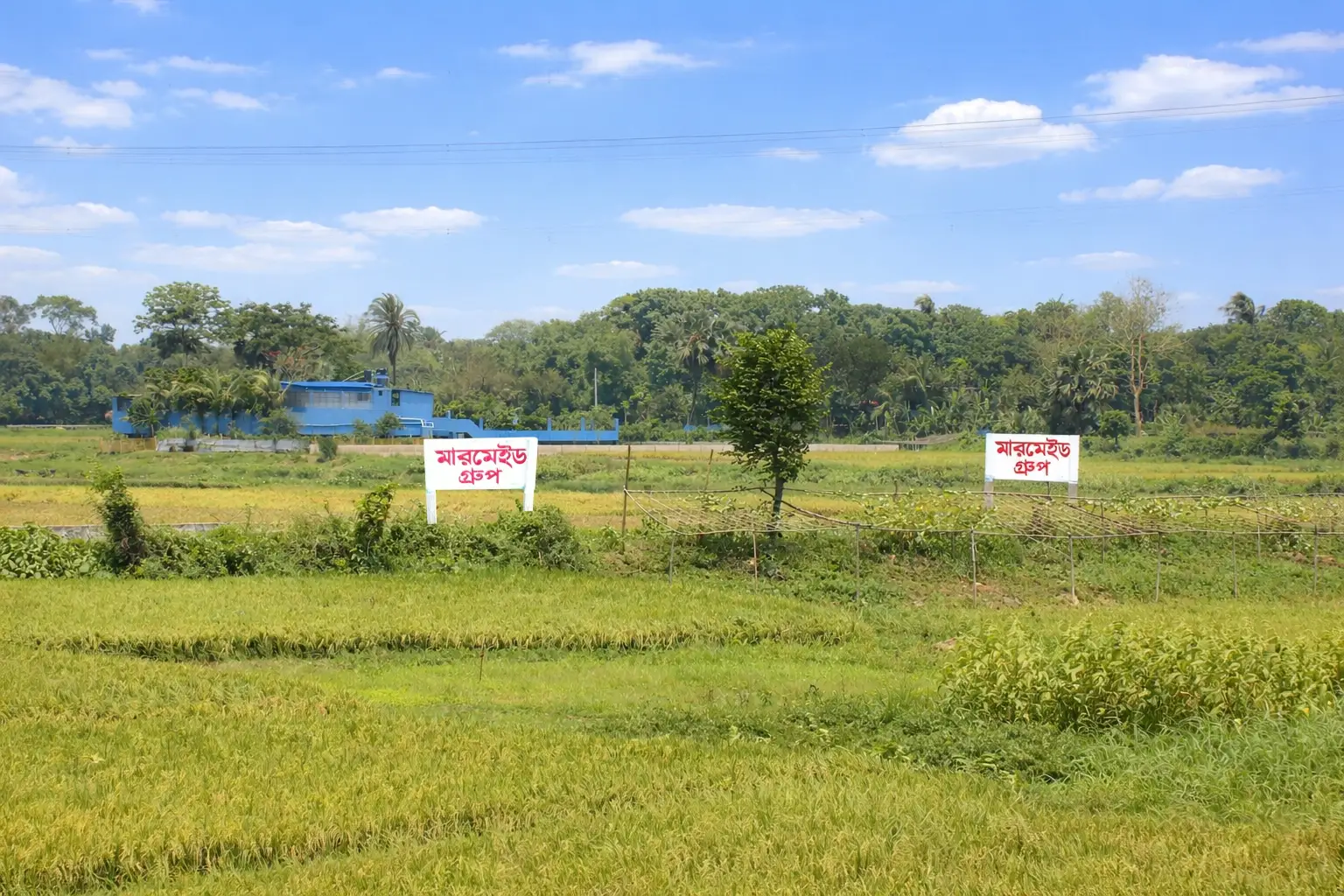 Mermaid Green City project block land view with green fields and signage near Purbachal
